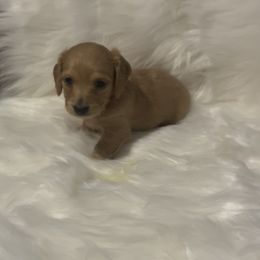 Dachshund Puppies from Diana's Dachshunds