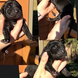 Oreo - Black female Great Dane puppy in Wellsville, New York from Prophecy Danes