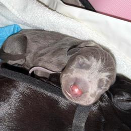 Salt - Blue and rust female Doberman Pinscher puppy in Brookfield, Wisconsin from Haus of Hound