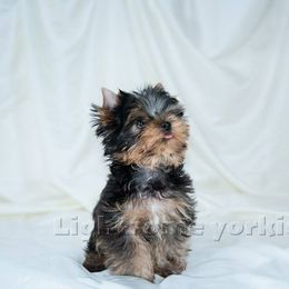 Yorkshire Terrier Puppies from Lightsome Yorkies