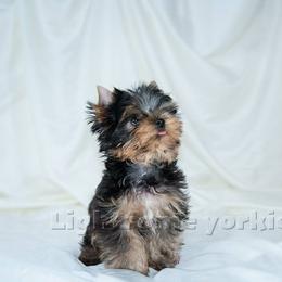 Yorkshire Terrier Puppies from Lightsome Yorkies