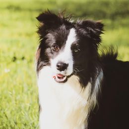 Wager - Border Collie