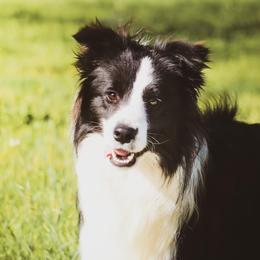 Wager - Border Collie