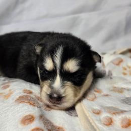Asuna - Gray and white female Siberian Husky puppy in Buckeye, Arizona from Anime Huskies