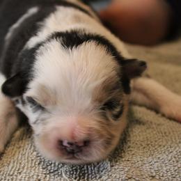 Dragon - Blue merle female Australian Shepherd puppy in Sonoita, Arizona from Gardner Canyon Kennels