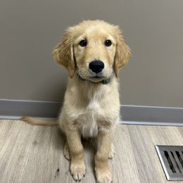 Golden Retriever Puppies from Upstate Revival Retrievers