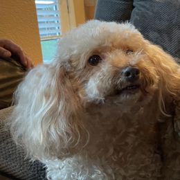 Luna - Poodle