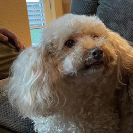 Luna - Poodle