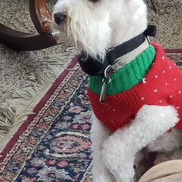 Lily - Miniature Schnauzer