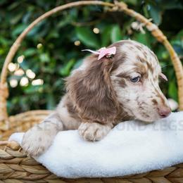 Pecan - Dapple female Dachshund puppy in Temecula, California from Naomi Magee's Dachshund Kennel