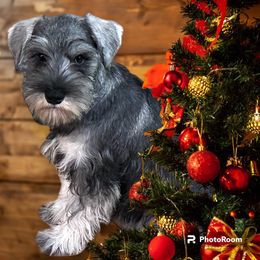 Halle - Miniature Schnauzer