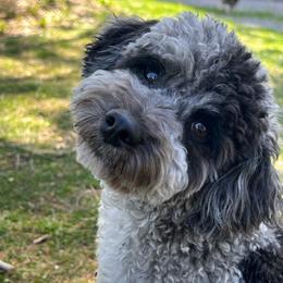 Pete - Goldendoodle