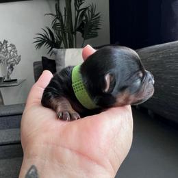 Green boy - Black and tan male Yorkshire Terrier puppy in Las Vegas, Nevada from Lala’s Pups