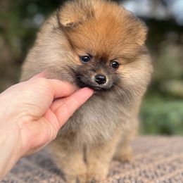Girl 1 Show Prospect - Orange sable female Pomeranian puppy in North Pole, Alaska from Lauras Poms