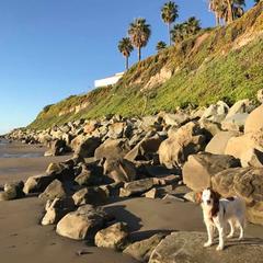 Nederlandse Kooikerhondje All Grown Up from Golden Gate Kooikers