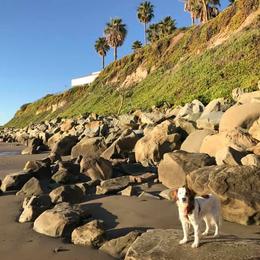Nederlandse Kooikerhondje All Grown Up from Golden Gate Kooikers
