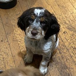Emmanuel - Boy 2 - Liver white and tan English Springer Spaniel puppy in Statesville, North Carolina from Rockin’ Slow Farms