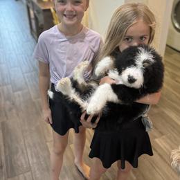Bernedoodle puppies from Central Texas Doodles