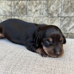 Maleficent - Black and tan female Dachshund puppy in Las Vegas, Nevada from Desert Dachshunds