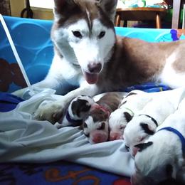 Siberian Husky Puppies from Clover's Legacy Siberians