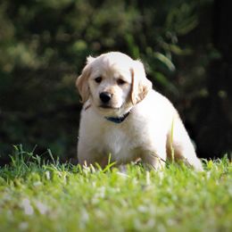 Golden Retriever Puppies from Golden Barnes Kennel
