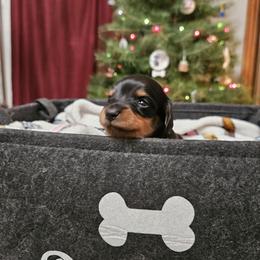 Boy 1 - male Dachshund puppy in Hartford, Michigan from Mac Fam Dachshunds