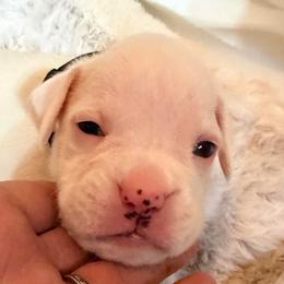 Dark Green - White male Boxer puppy in Evington, Virginia from Boxer Tails