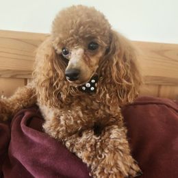 Jack - Poodle