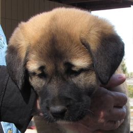 Anatolian Shepherd Dog Puppies from Alaturkay Anatolians since 1987