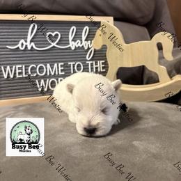 Valentine's Ready Black. - White male West Highland White Terrier puppy in Colorado from Busy Bee Westies