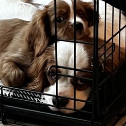 Cavalier King Charles Spaniel and Cocker Spaniel Puppies from Sunshine Cocker Spaniels & Cavaliers