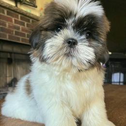 Bo - Brindle male Shih Tzu puppy in Stroudsburg, Pennsylvania from Puppyville Pa Shih Tzu & frenchies