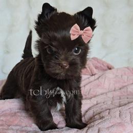 Linden - Liver female Yorkshire Terrier puppy in Greenwood County, South Carolina from TCB Yorkies