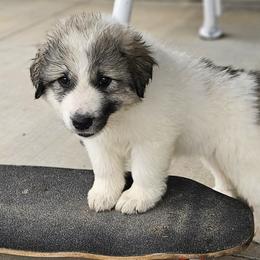 Juniper - White and badger female Great Pyrenees puppy in Kennewick, Washington from Sara Voorhees