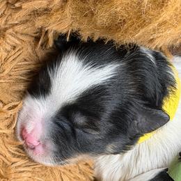 Noah AKC RARE black and rust parti - Parti male Miniature Schnauzer puppy in Dayton, Texas from Von Baron Schnauzers