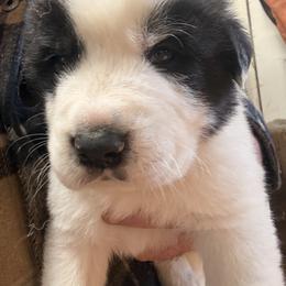 Boy 1 - Brindle male Mastiff puppy in Port Townsend, Washington from Pam’s Perfect Pugs & MasPyrs