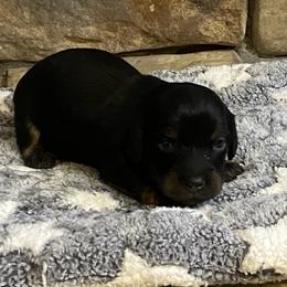 MIDNIGHT CKC FULL RIGHTS - Black male Dachshund puppy in Elizabethtown, Kentucky from Teeny Tiny Puppy Tails