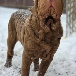 Sparrow - Chinese Shar-Pei