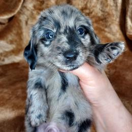 CKC NEO - Dapple male Dachshund puppy in Swink, Oklahoma from Palali Farm