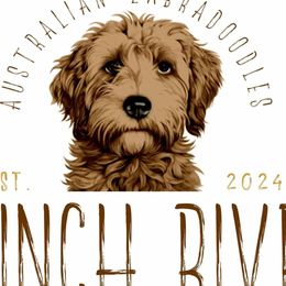 Australian Labradoodles from Clinch River Labradoodles