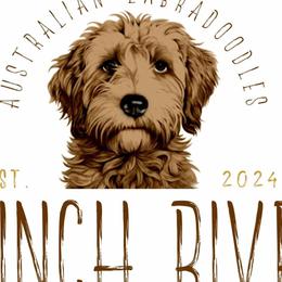 Australian Labradoodles from Clinch River Labradoodles