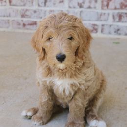 Cinnamon - Apricot female Goldendoodle puppy in Ovilla, Texas from Osgood Doodles