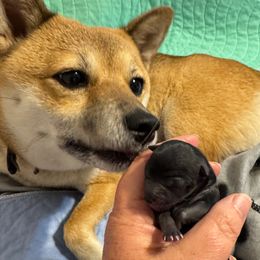 Mika - Black and tan female Shiba Inu puppy in Tamarac, Florida from The Queen of Shibas
