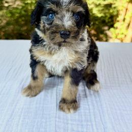 Bernedoodle and Poodle Puppies from Plum Valley Pups