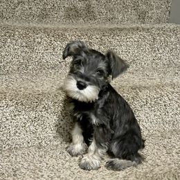 Miniature Schnauzer Puppies from Daniel Morlan
