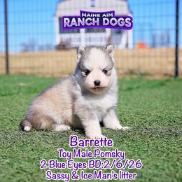 Barrett - Silver and white male Pomsky puppy in Humeston, Iowa from M.A.R. Dogs