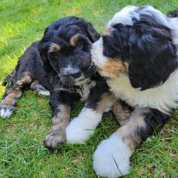 Bernedoodle and Bernese Mountain Dog Puppies from NW Bernedoodles of Washington