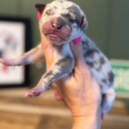 Willow - Merle female Great Dane puppy in Ardmore, Alabama from Delta Danes