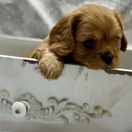 Cavalier King Charles Spaniel and Labrador Retriever Puppies from Happy Tails Kennel