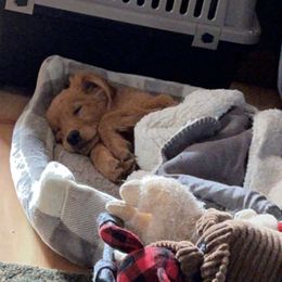 Golden Retriever Puppies from South Hill Golden Retrievers